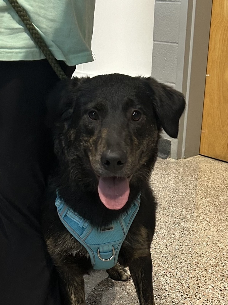 Lillyann - L litter of 4