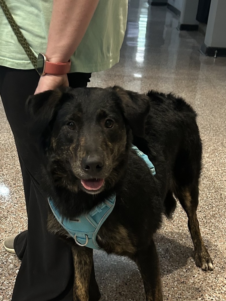 Lillyann - L litter of 4