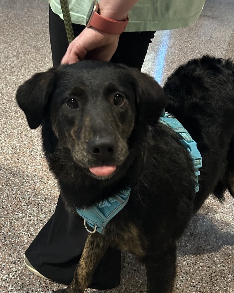 Lillyann - L litter of 4