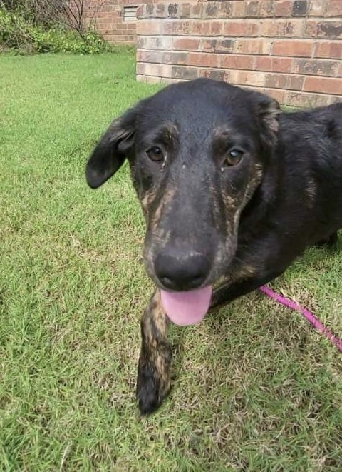 Lillyann - L litter of 4