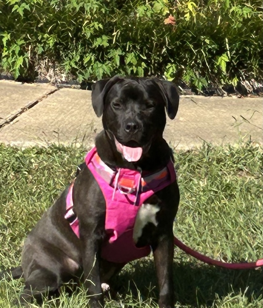 Phillipe - Beauty and the Beast litter