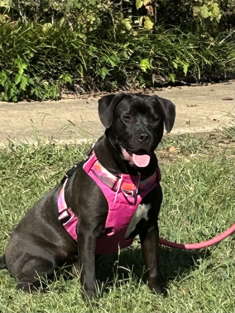 Phillipe - Beauty and the Beast litter