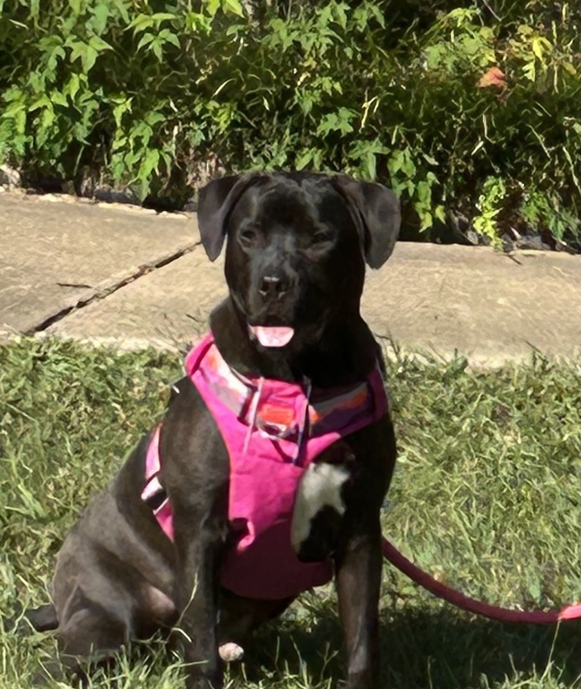 Phillipe - Beauty and the Beast litter