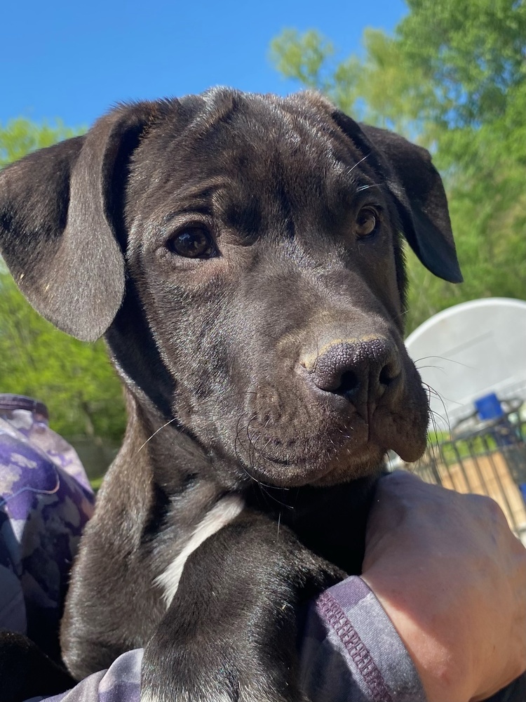 Phillipe - Beauty and the Beast litter