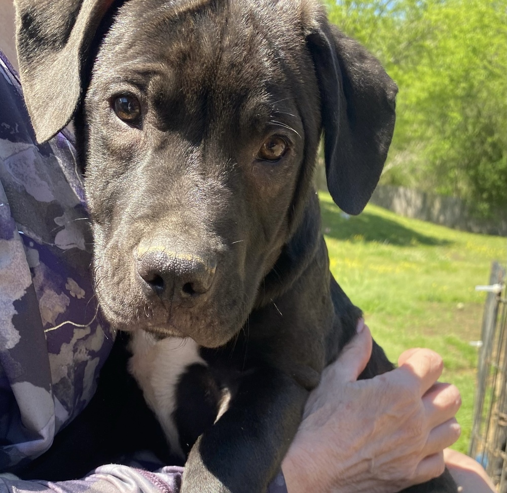 Phillipe - Beauty and the Beast litter