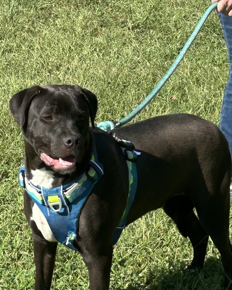 Chip - Beauty and the Beast litter