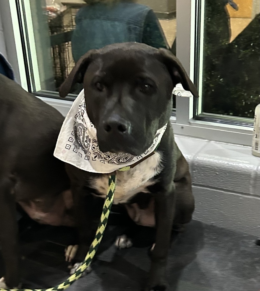 Chip - Beauty and the Beast litter