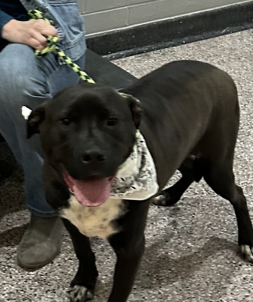 Chip - Beauty and the Beast litter