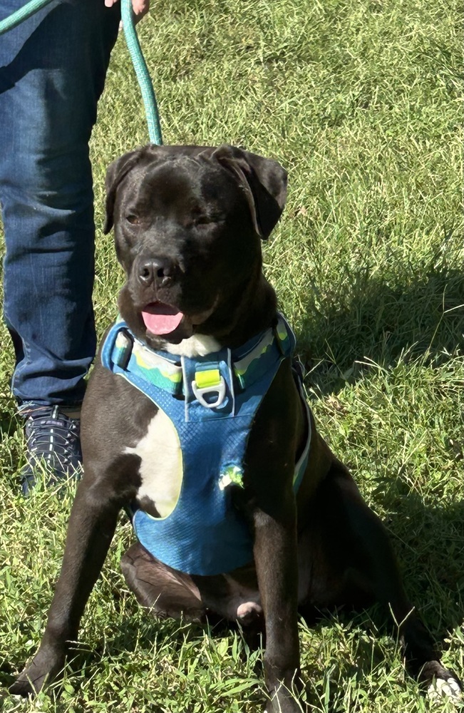 Chip - Beauty and the Beast litter