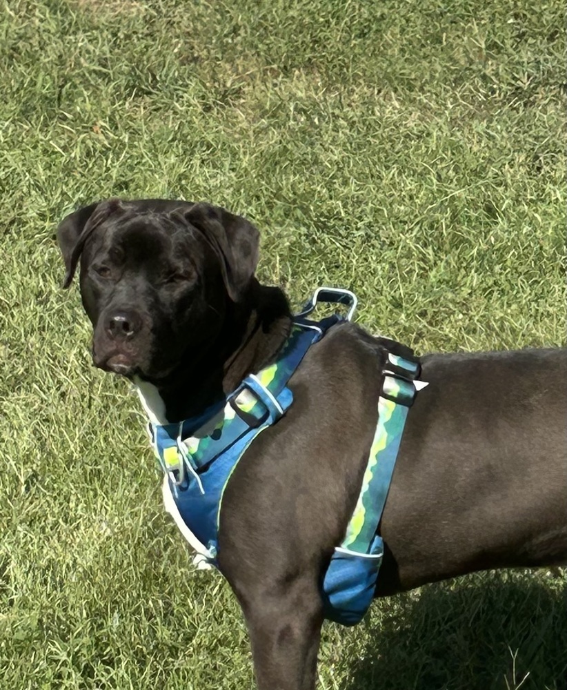 Chip - Beauty and the Beast litter