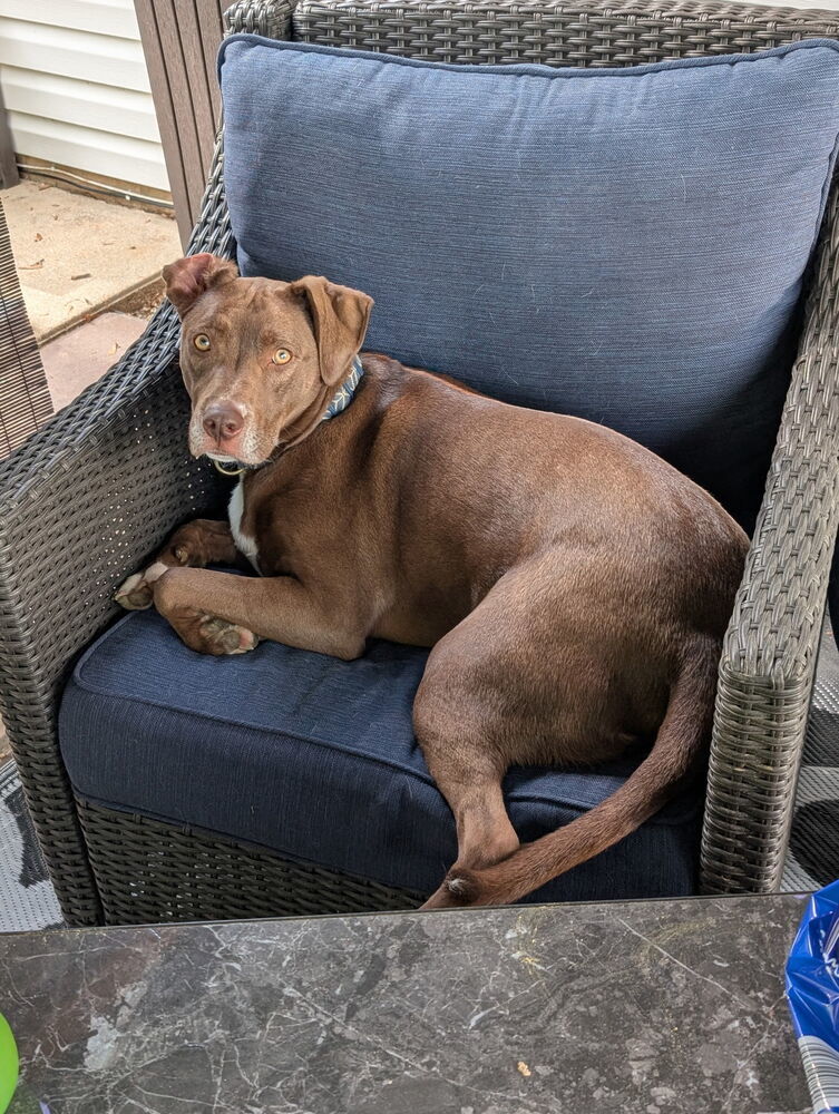 Reese - shed litter of 9