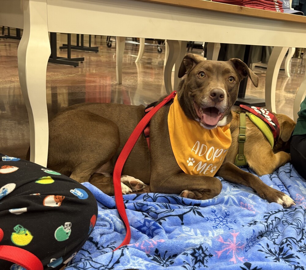 Reese - shed litter of 9