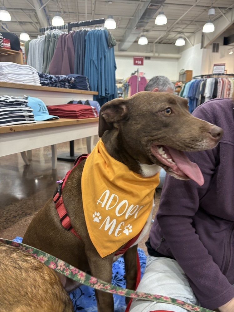 Reese - shed litter of 9