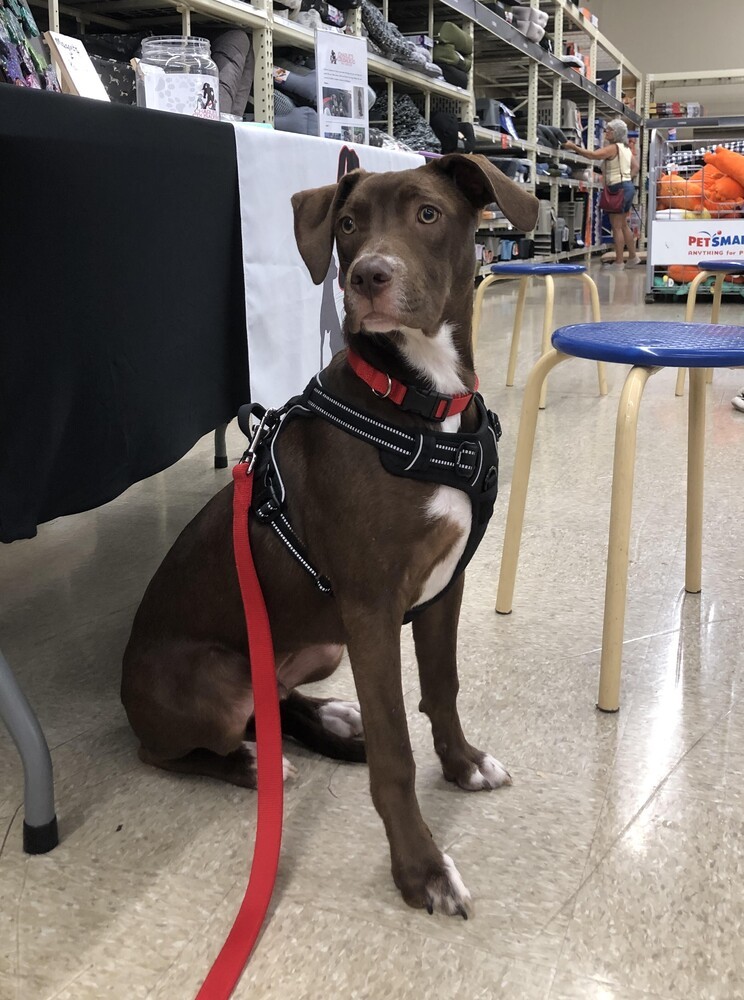 Reese - shed litter of 9