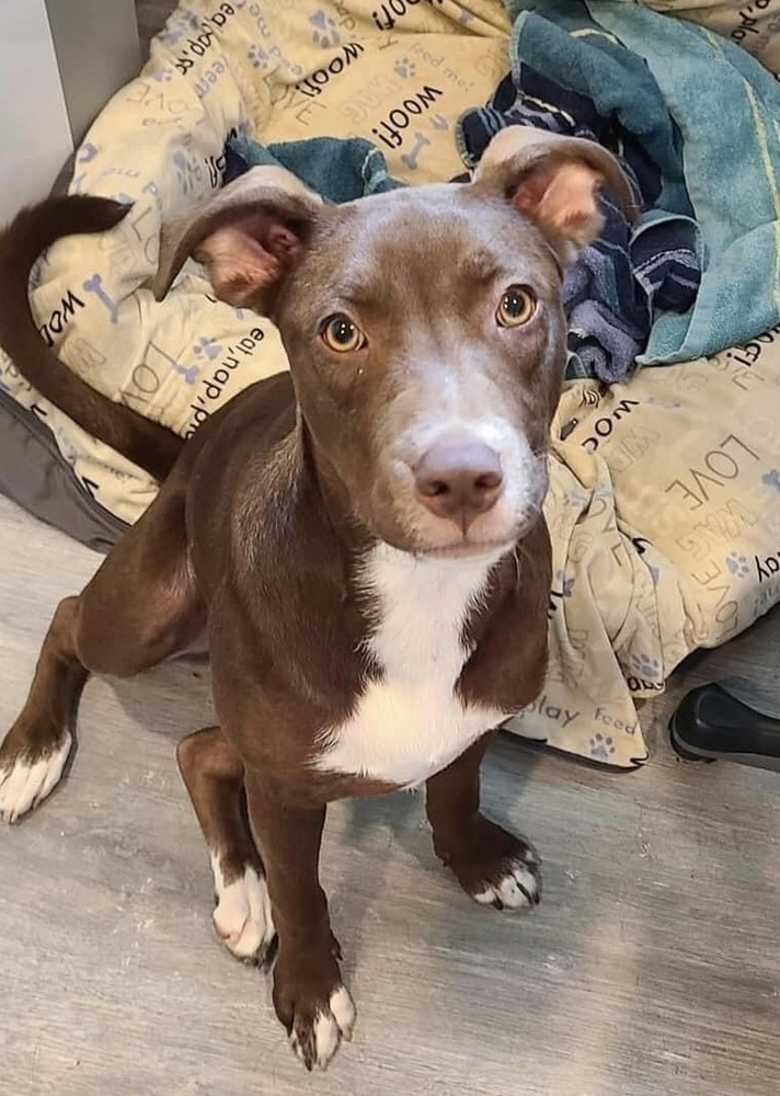 Reese - shed litter of 9