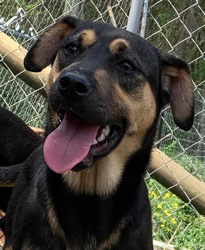 Mave aka Maverick - litter of 7