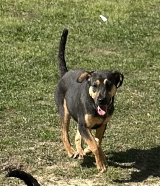 Mave aka Maverick - litter of 7