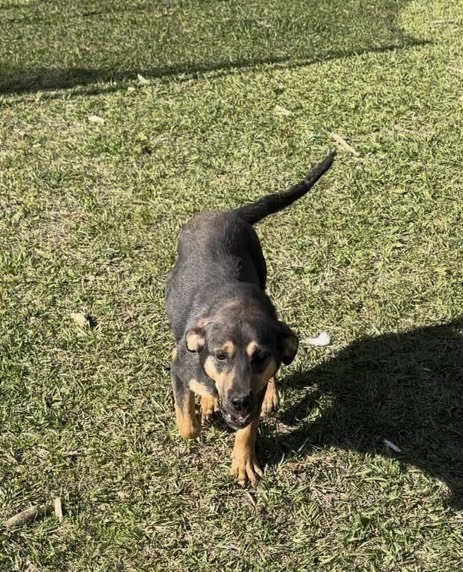 Mave aka Maverick - litter of 7