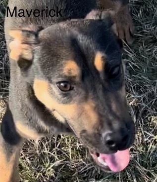 Mave aka Maverick - litter of 7