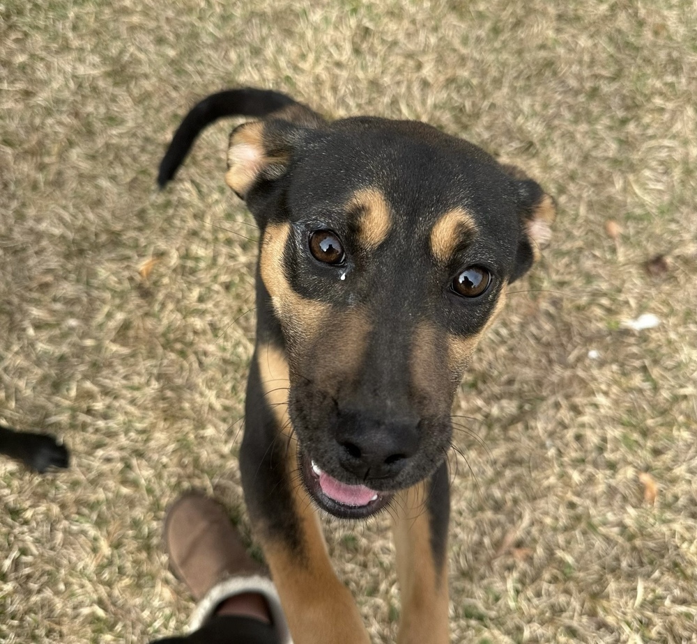 Mave aka Maverick - litter of 7