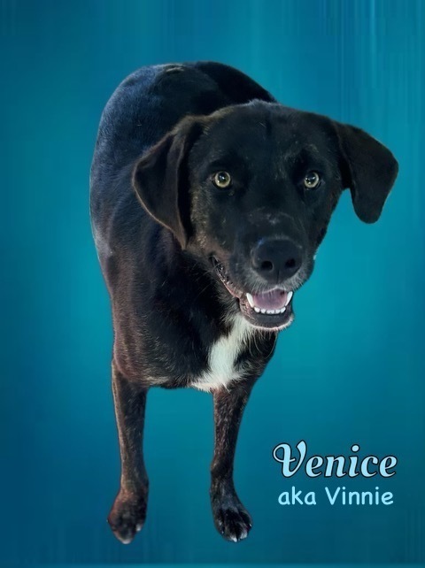Venice - aka Vinnie