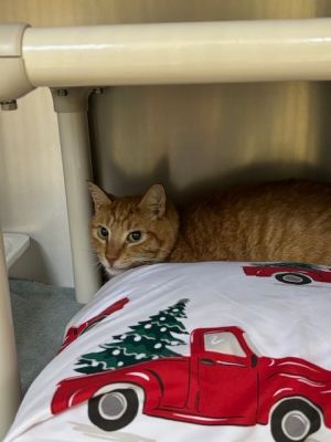 Wells Domestic Short Hair Cat