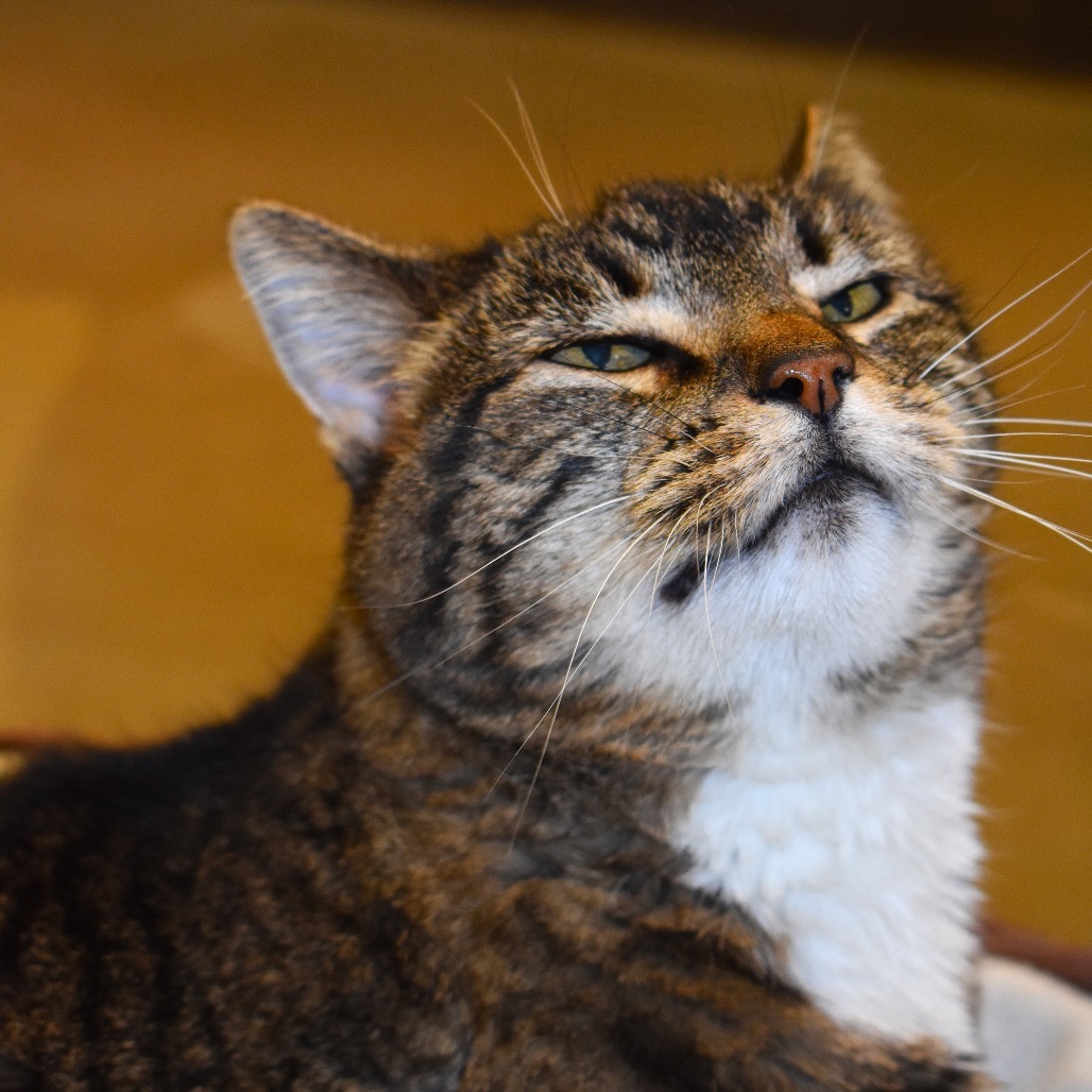 Sasha, an adoptable Domestic Short Hair in Rifle, CO, 81650 | Photo Image 1