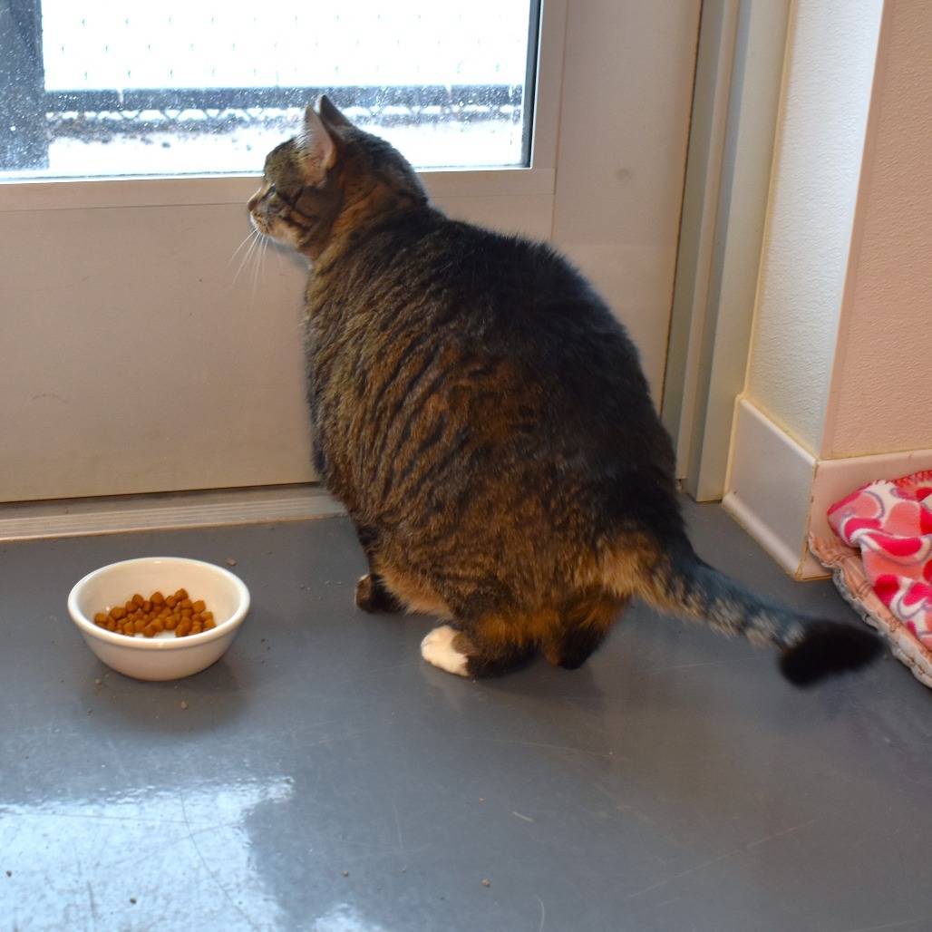 Sasha, an adoptable Domestic Short Hair in Rifle, CO, 81650 | Photo Image 3