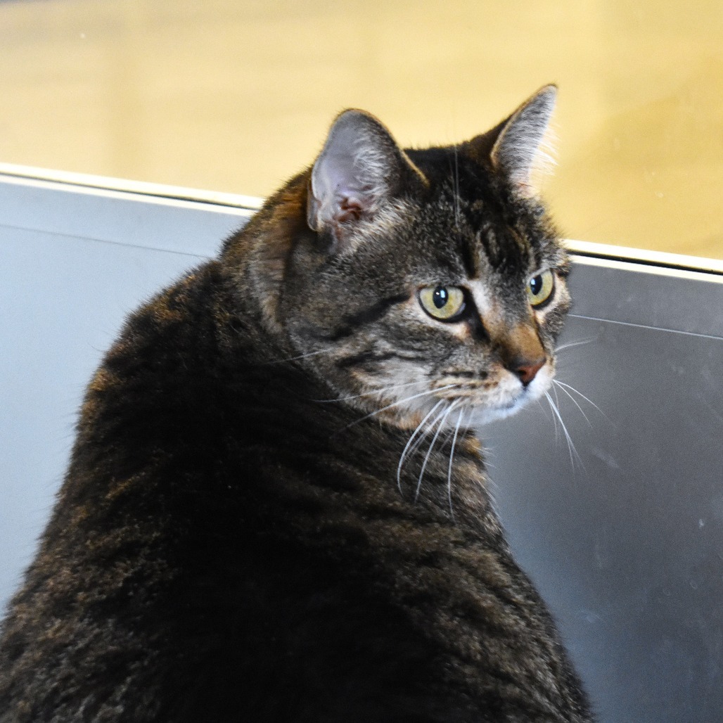 Sasha, an adoptable Domestic Short Hair in Rifle, CO, 81650 | Photo Image 4