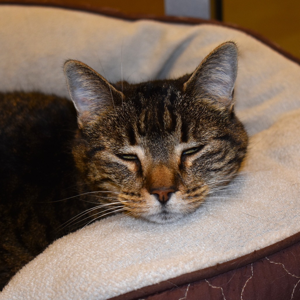 Sasha, an adoptable Domestic Short Hair in Rifle, CO, 81650 | Photo Image 6