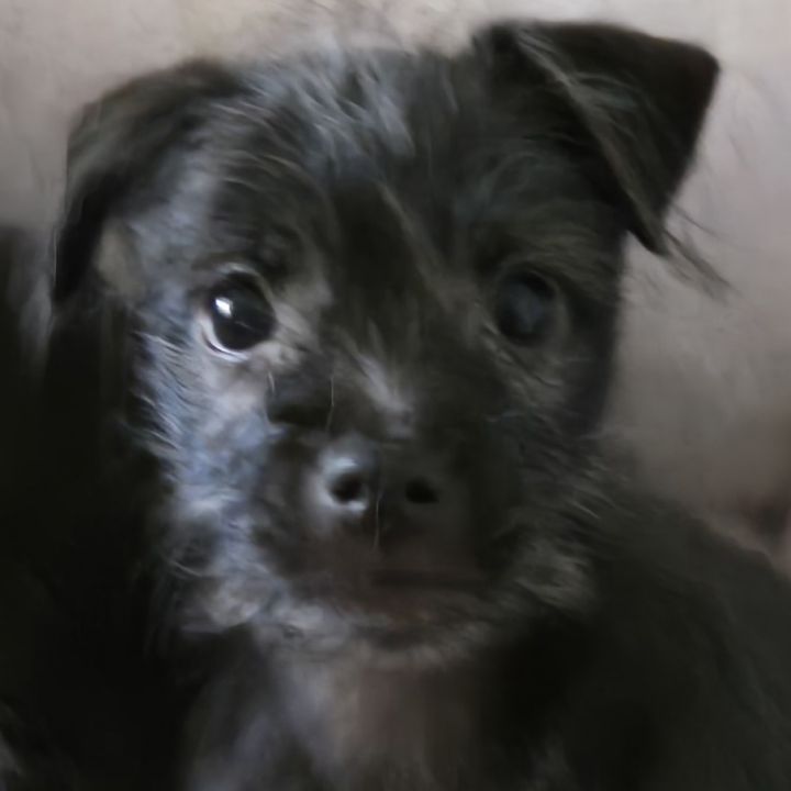 Dog For Adoption - Theo, A Yorkshire Terrier Mix In Phoenix, Az 