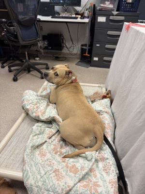 Almond Mixed Breed Dog