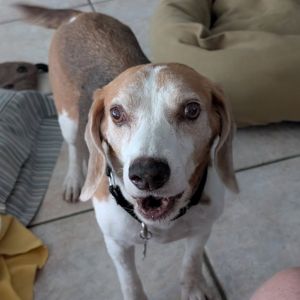 Welcome Kutter to SFBR Kutters story is a heartbreaking one This gentle soul recently lost his be