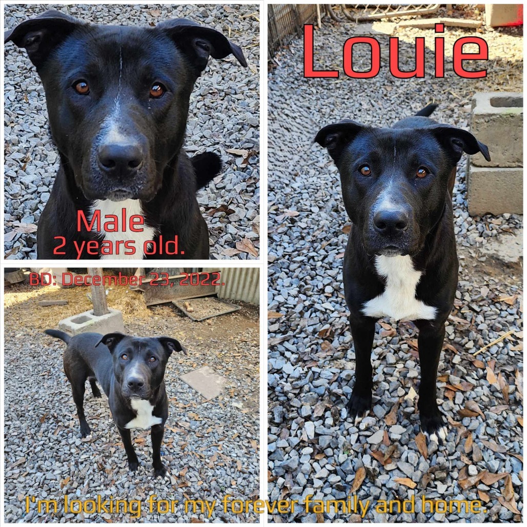 Louie