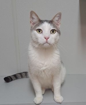 Riggs, Adult Male Domestic Short Hair