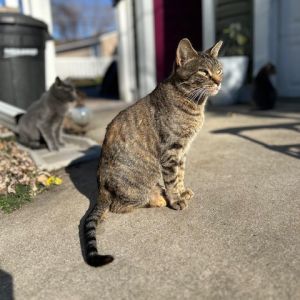 Scarlet, Adult Female Domestic Short Hair