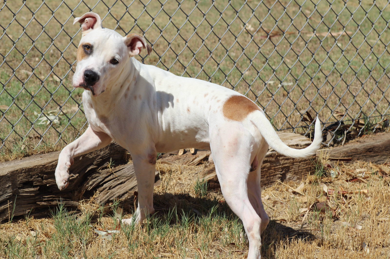 Blitzen, an adoptable Pit Bull Terrier in El Centro, CA, 92243 | Photo Image 1