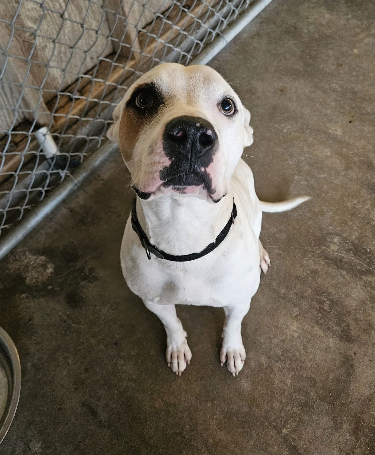 Blitzen, an adoptable Pit Bull Terrier in El Centro, CA, 92243 | Photo Image 2