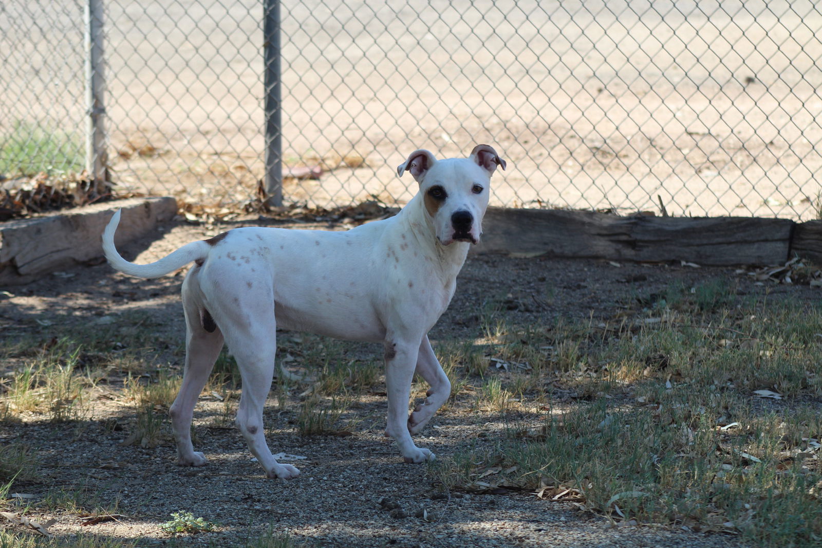 Blitzen, an adoptable Pit Bull Terrier in El Centro, CA, 92243 | Photo Image 3
