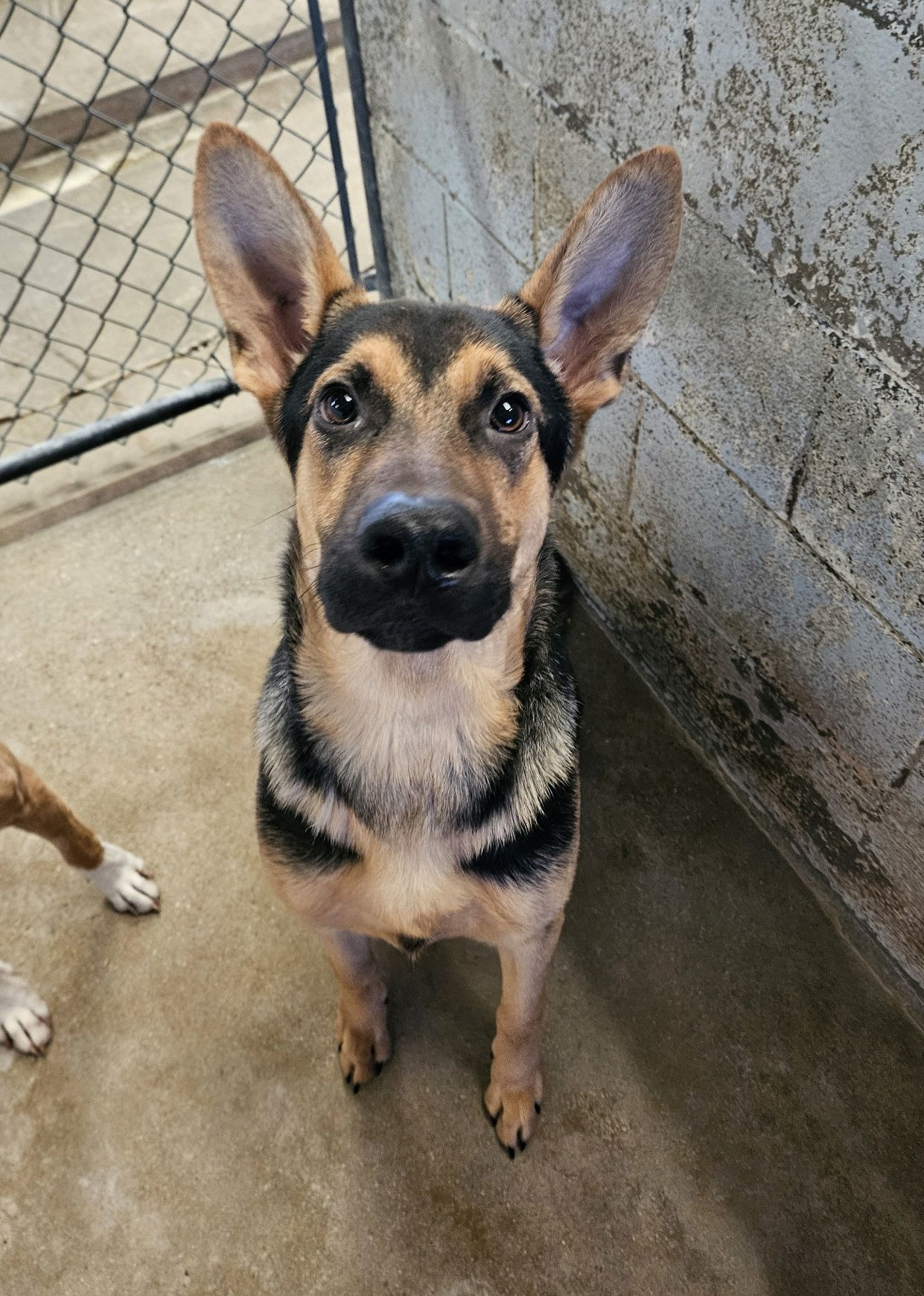 Maverick, an adoptable German Shepherd Dog in El Centro, CA, 92243 | Photo Image 1