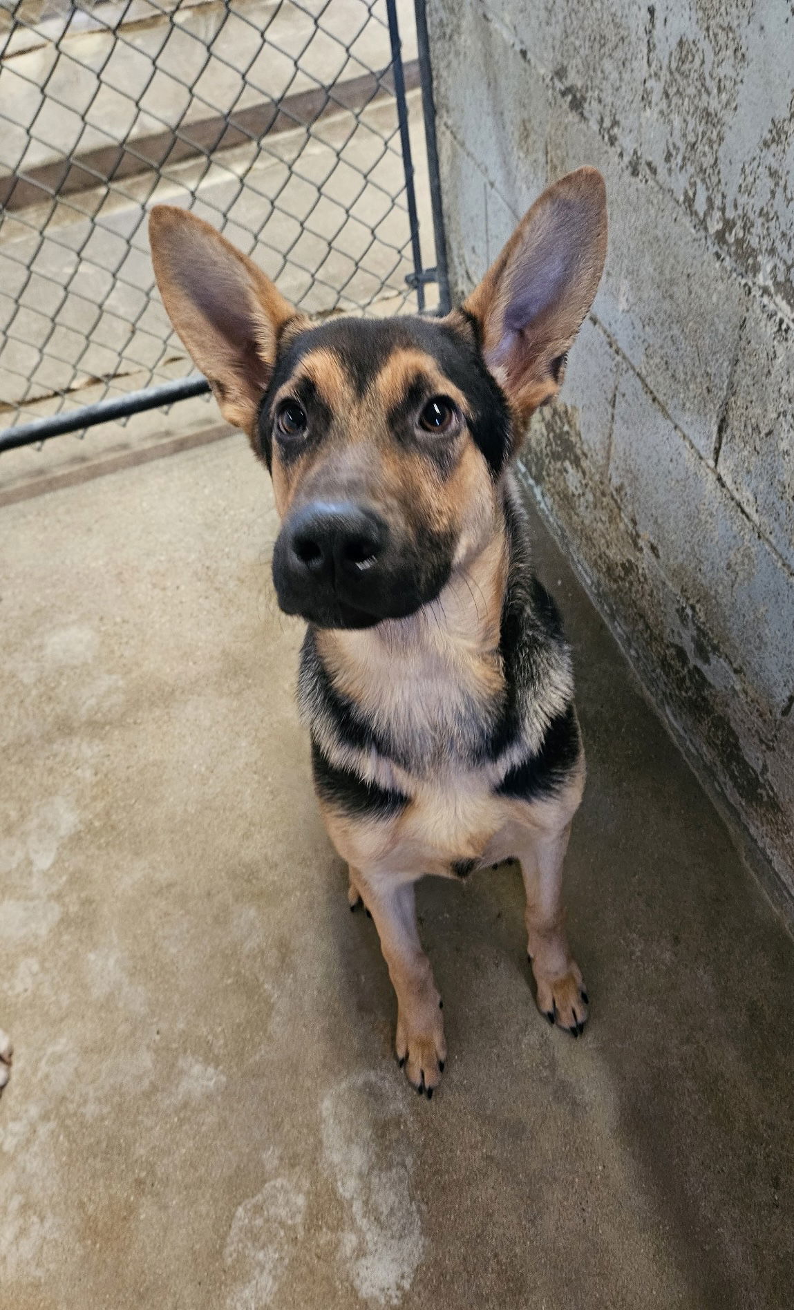 Maverick, an adoptable German Shepherd Dog in El Centro, CA, 92243 | Photo Image 2