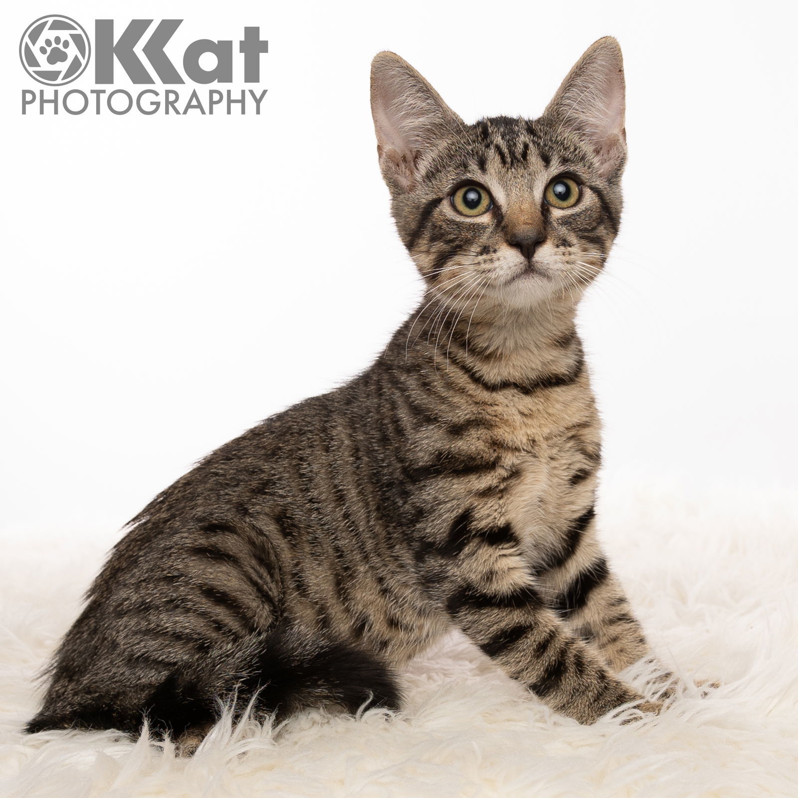 Mesalina, an adoptable Domestic Short Hair in Crescent, OK, 73028 | Photo Image 1