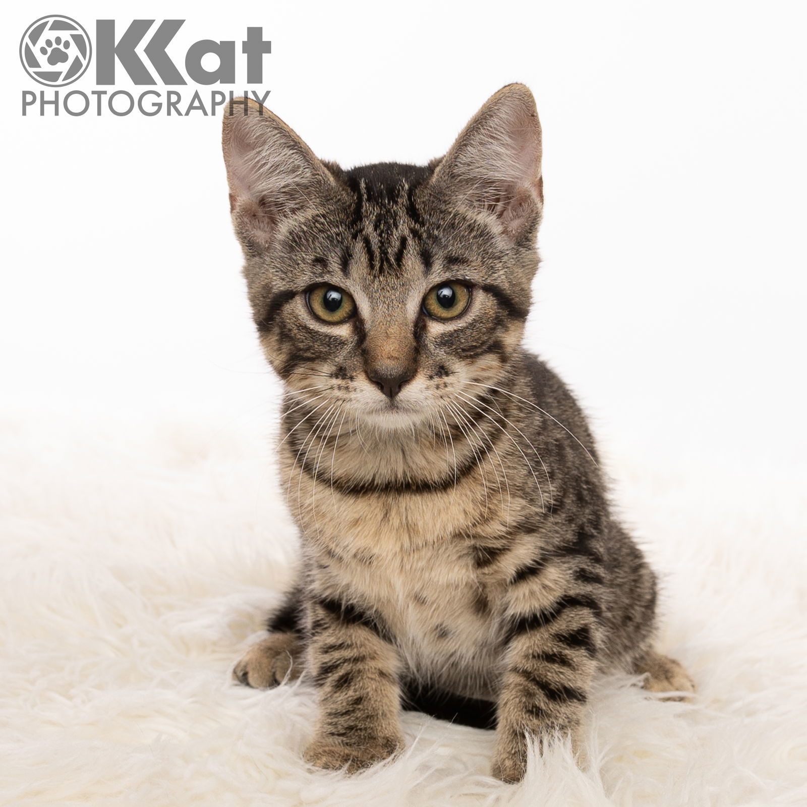 Mesalina, an adoptable Domestic Short Hair in Crescent, OK, 73028 | Photo Image 2