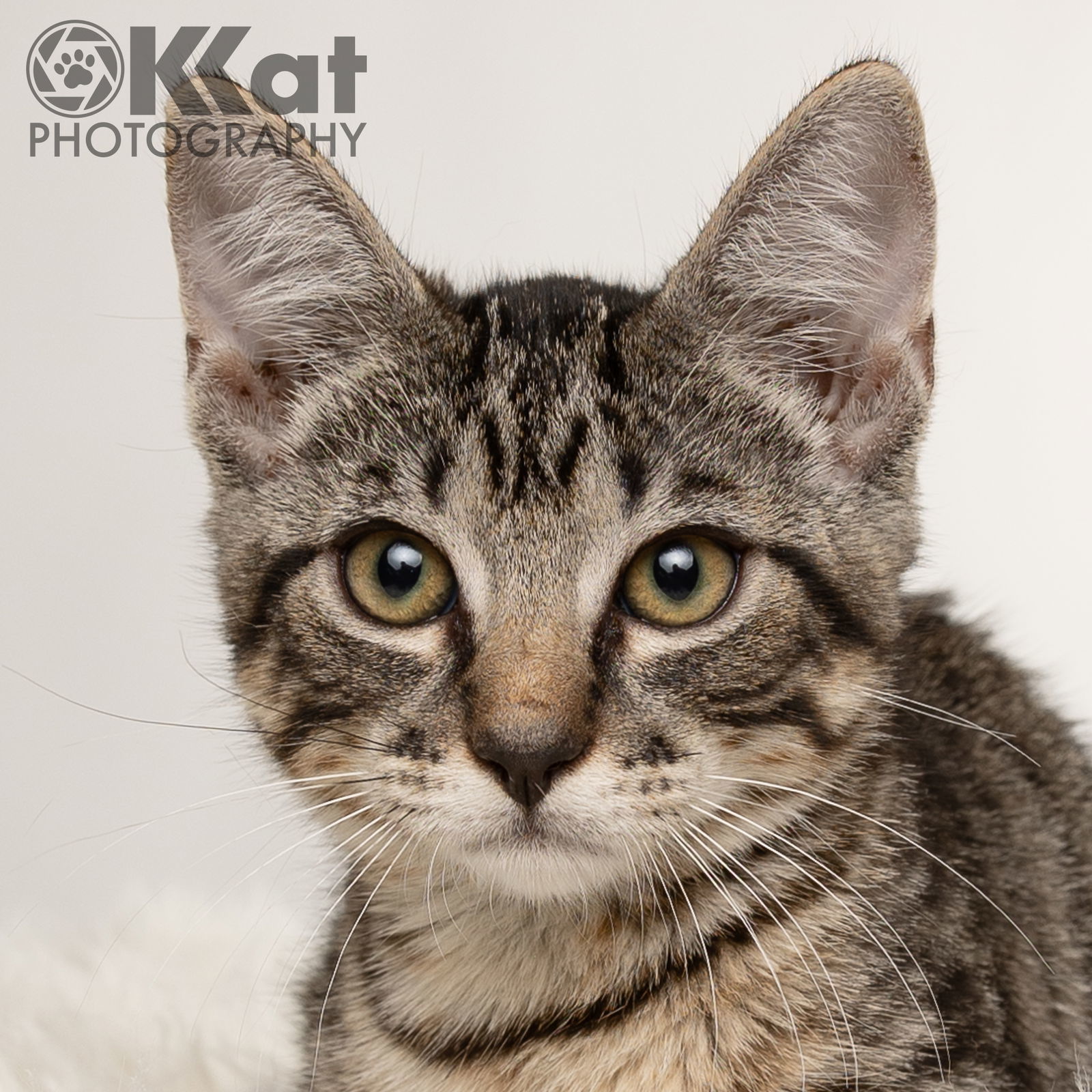 Mesalina, an adoptable Domestic Short Hair in Crescent, OK, 73028 | Photo Image 3
