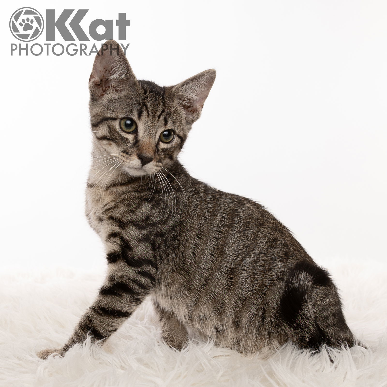 Claudius, an adoptable Domestic Short Hair in Crescent, OK, 73028 | Photo Image 1