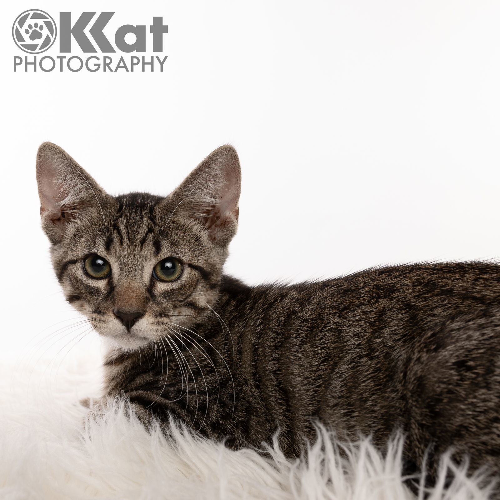 Claudius, an adoptable Domestic Short Hair in Crescent, OK, 73028 | Photo Image 2