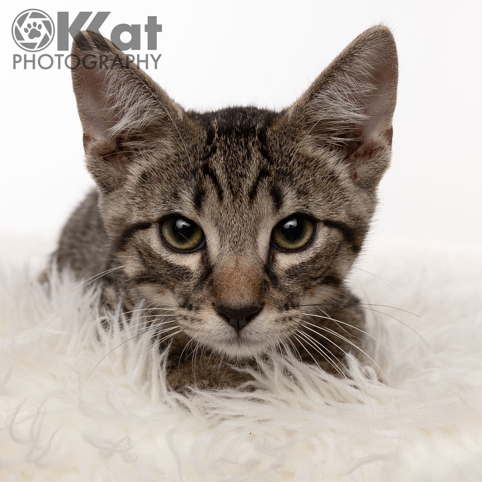 Claudius, an adoptable Domestic Short Hair in Crescent, OK, 73028 | Photo Image 3