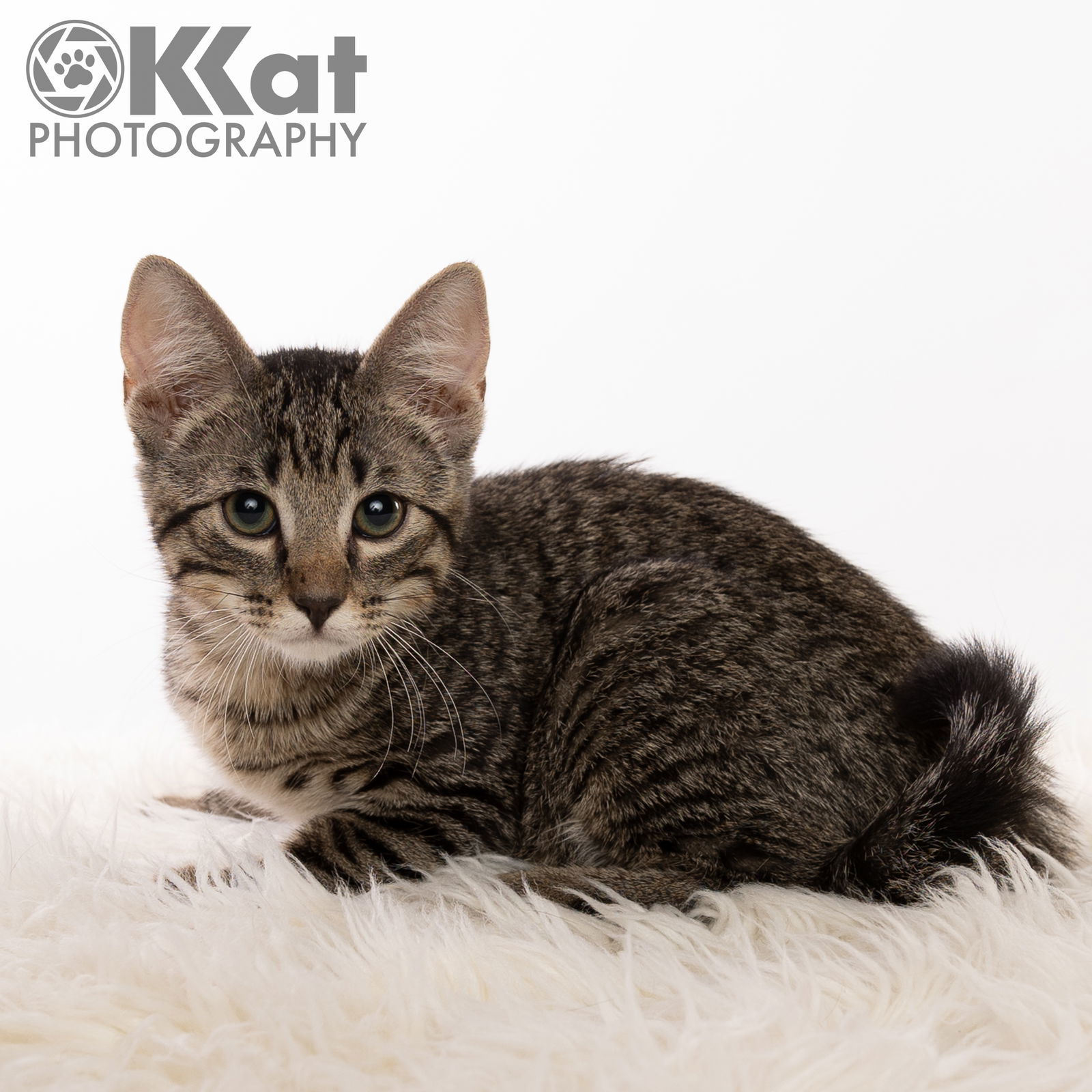 Nero, an adoptable Domestic Short Hair in Crescent, OK, 73028 | Photo Image 1