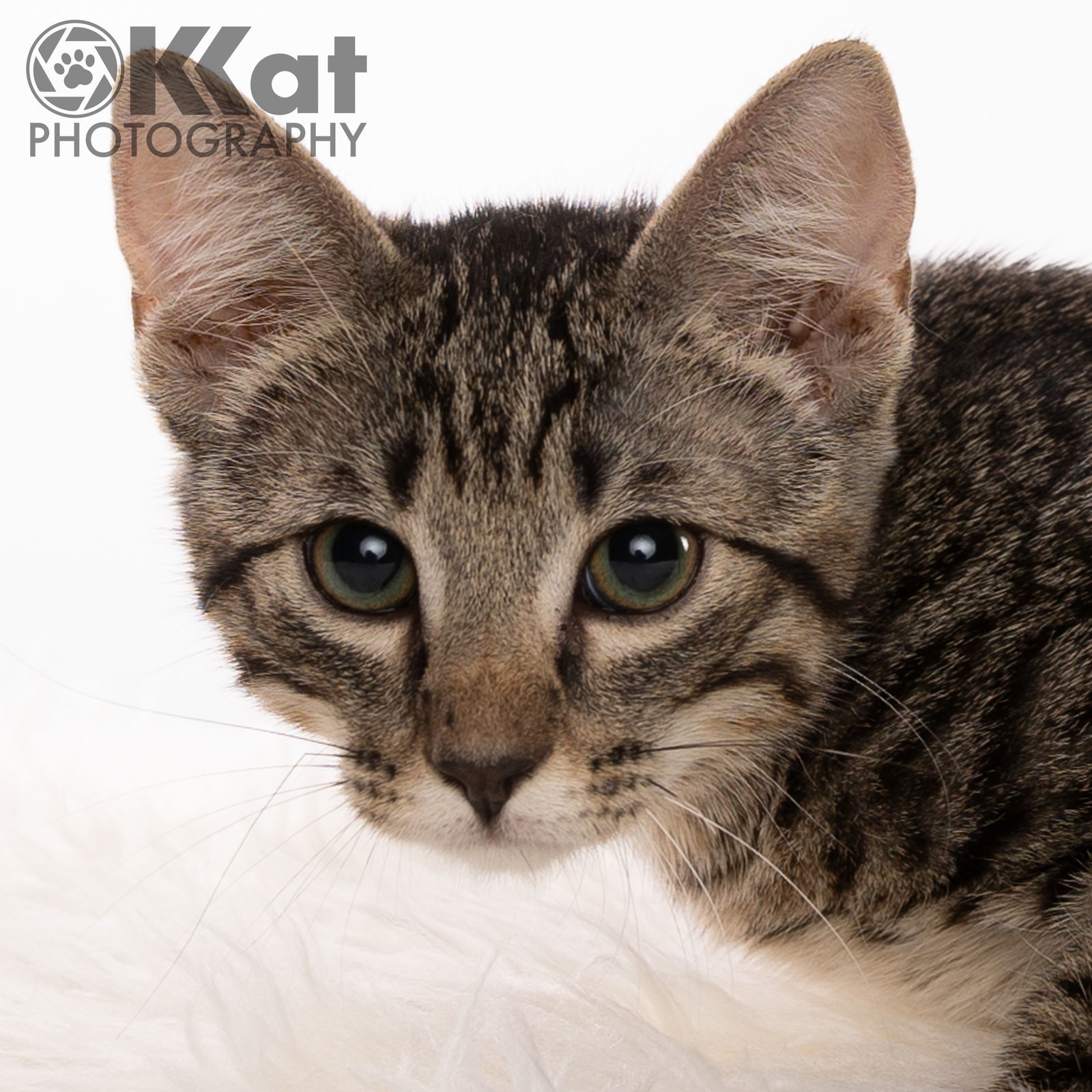 Nero, an adoptable Domestic Short Hair in Crescent, OK, 73028 | Photo Image 2