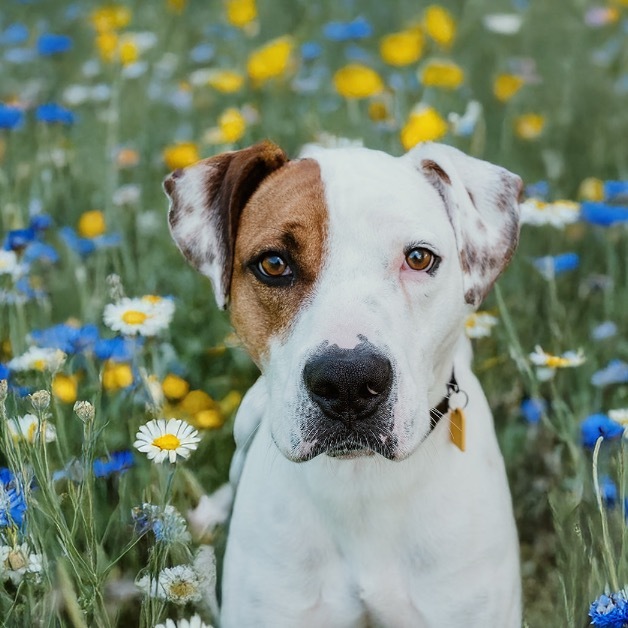 Otis